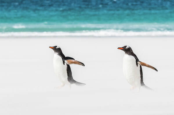 The Falklands Art Print featuring the photograph Gentoo penguins caught in a sand storm. by Usha Peddamatham
