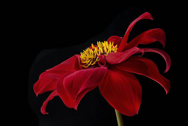 Red Art Print featuring the photograph Graceful Red by Roman Kurywczak