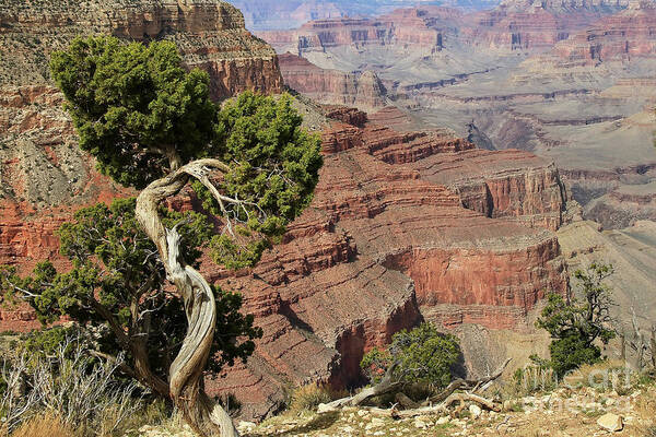 Grand Canyon Art Print featuring the photograph Grand Canyon 5 by Teresa Zieba