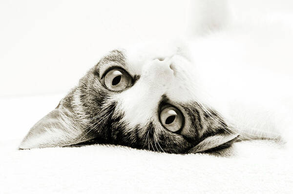 Cat Art Print featuring the photograph Grand Kitty Cuteness BW by Andee Design
