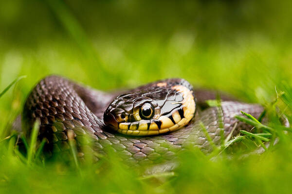 Afternoon Art Print featuring the photograph Grass Snake - Natrix natrix by Roeselien Raimond