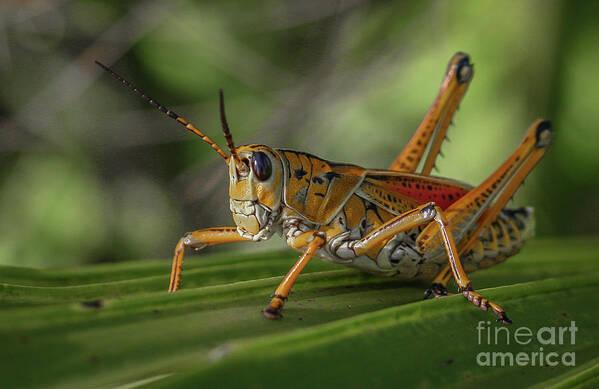 Grasshopper Art Print featuring the photograph Grasshopper and Palm Frond by Tom Claud