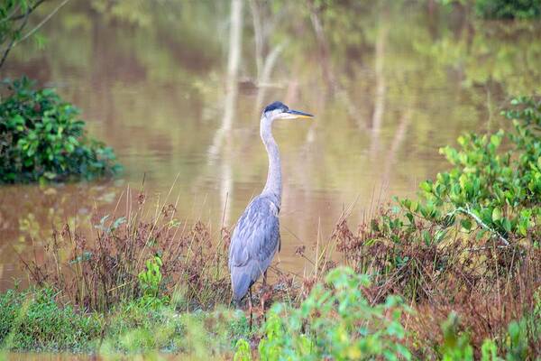 Great Blue Heron Art Print featuring the photograph Great Blue Heron by Mary Ann Artz
