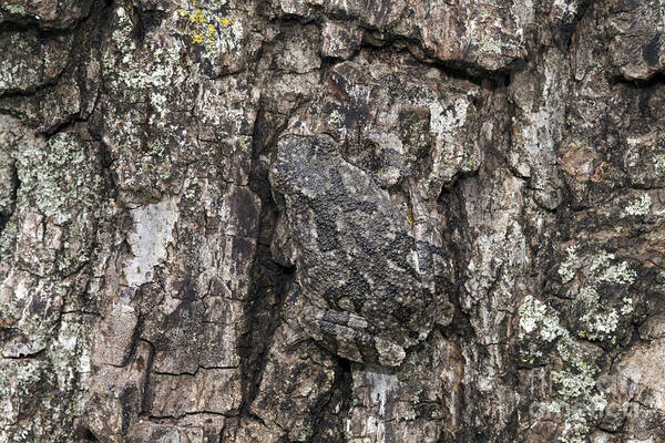 Fauna Art Print featuring the photograph Gray Treefrog by Kenneth M. Highfill