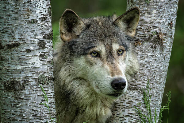Gray Wolf Art Print featuring the photograph Gray Wolf Peers Through Split Birches by Steven Upton