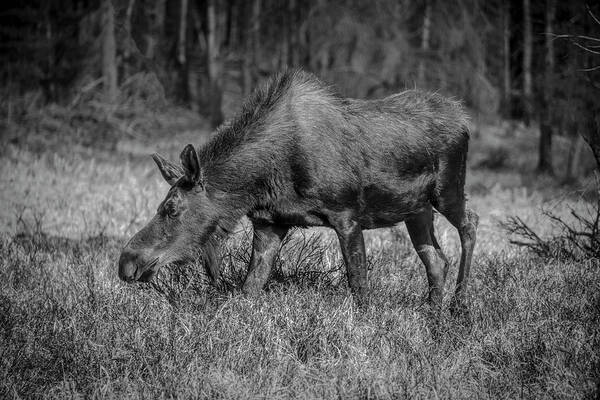 Adult Art Print featuring the photograph Grazing Moose - 8741 BW by Teresa Wilson