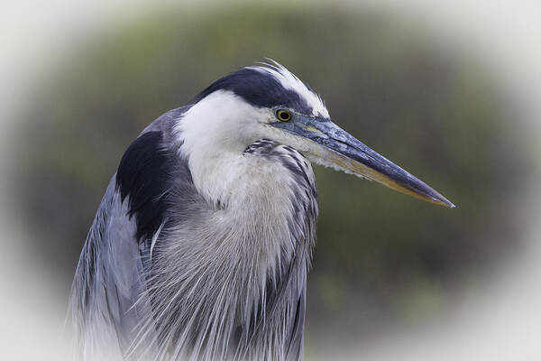 Great Blue Heron Art Print featuring the photograph Great Blue by Dusty Wynne