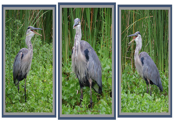 Bird Art Print featuring the digital art Great Blue Heron Collage by DigiArt Diaries by Vicky B Fuller