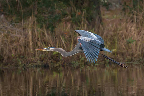 Heron Art Print featuring the photograph Great Blue Heron in flight by Kevin Giannini