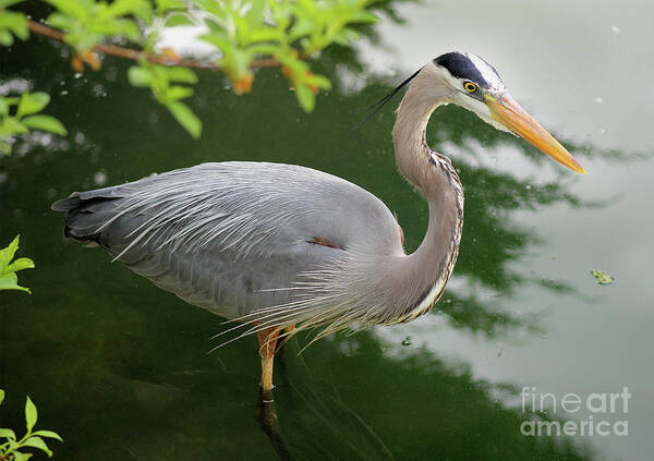 Animal Art Print featuring the photograph Great Blue Heron by Karen Adams