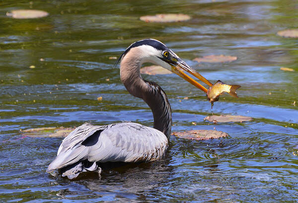 Heron Art Print featuring the photograph Great Blue Heron by Ken Stampfer