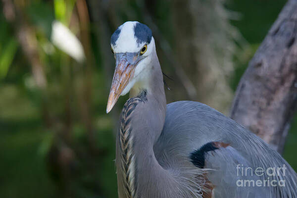 Great Blue Heron Art Print featuring the photograph Great Blue Heron No.3 by John Greco
