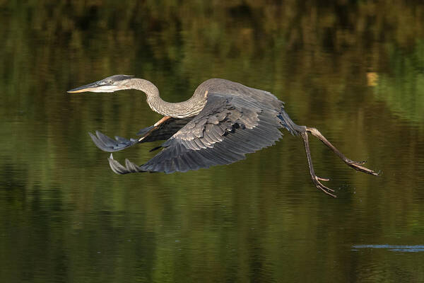 Heron Art Print featuring the photograph Great Blue Heron taking off by Kevin Giannini