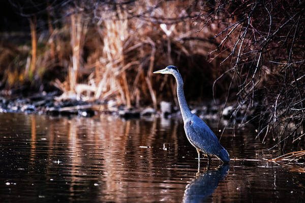 Great Blue Heron Art Print featuring the photograph Great Blue Heron by Vishwanath Bhat
