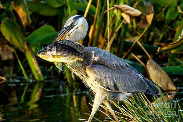 Great Blue Heron Art Print featuring the photograph Great Blue Heron with Fish by Ben Graham