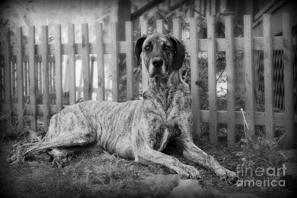 Brindle Art Print featuring the photograph Great Dane Rufus by Lila Fisher-Wenzel
