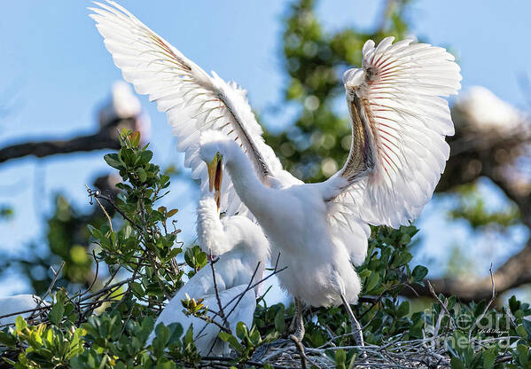 Egrets Art Print featuring the photograph Great Egret Bullying Chick by DB Hayes