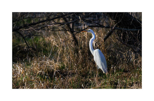 Great Egret Art Print featuring the photograph Great Egret Evening by Ed Peterson