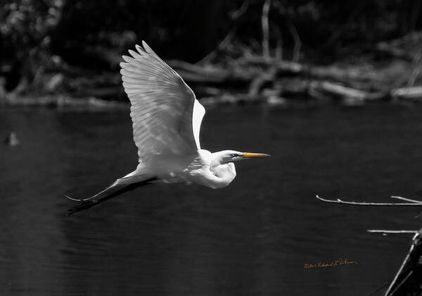 Flight Art Print featuring the photograph Great Egret In BW by Ed Peterson