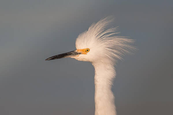 Egret Art Print featuring the photograph Great Egret by Kevin Giannini