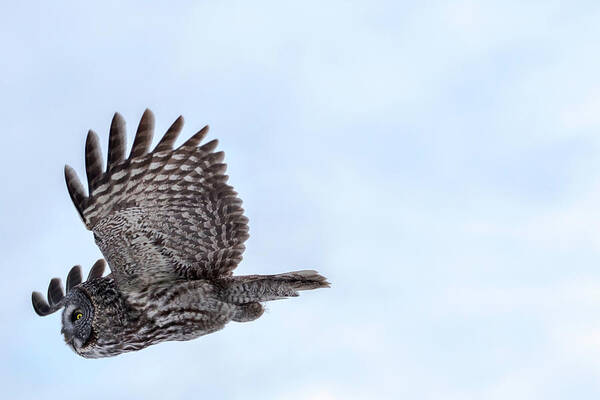 Bird Art Print featuring the photograph Great Gray Owl in Flight by Brook Burling