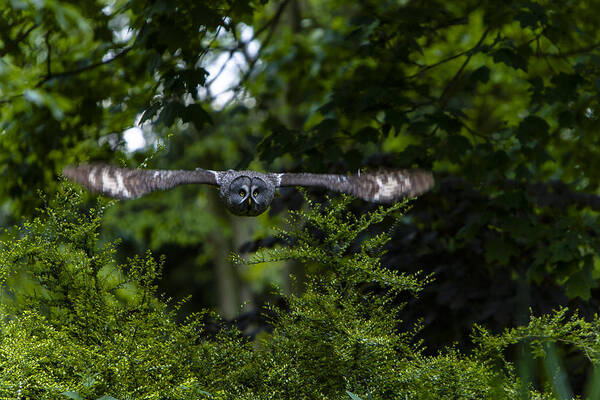 Great Grey Owl Art Print featuring the photograph Great Grey Owl in Flight by Andy Myatt