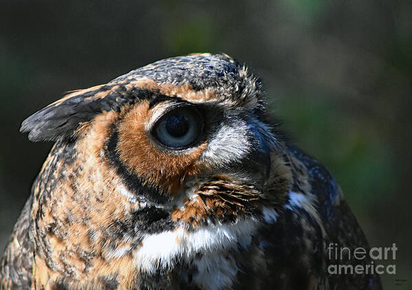 Art Art Print featuring the photograph Great Horned Owl by DB Hayes