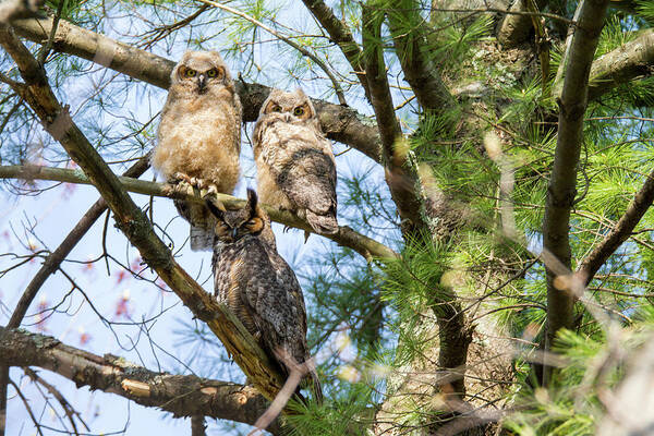 Great Horned Owl Art Print featuring the photograph Great Horned Owl Family by Darryl Hendricks