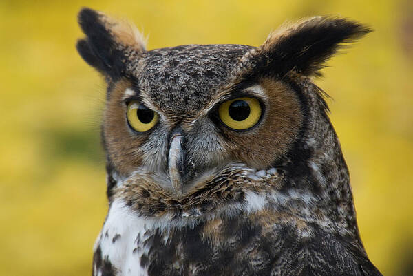 Owl Art Print featuring the photograph Great Horned Owl by Karen Smale