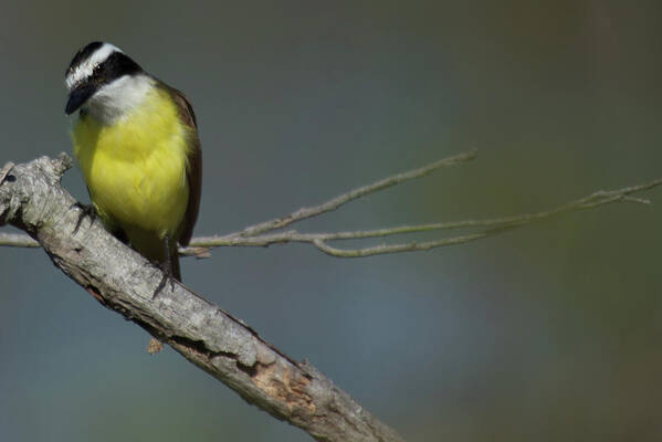 Fly Catcher Art Print featuring the photograph Great Kiskadee by Frank Madia