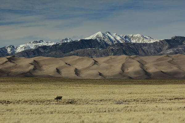 Great Sand Dunes Art Print featuring the photograph Great Sand Dunes and a Tree by David Diaz