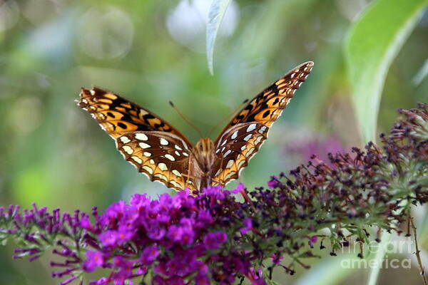 Butterfly Art Print featuring the photograph Great Spangled Fritillary Butterfly by Wendy Coulson