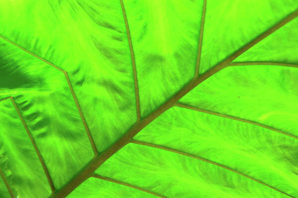 Eden Project Art Print featuring the photograph Green Abstract No. 5 by Helen Jackson