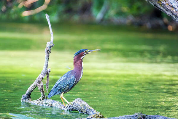Green-backed Heron Art Print featuring the photograph Green Backed Heron by Pamela Williams