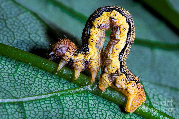 Allophyes Oxyacanthae Art Print featuring the photograph Green-brindled Crescent by Joerg Lingnau