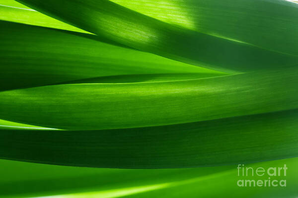 Nature Art Print featuring the photograph Green grass background in backlight by Michal Bednarek