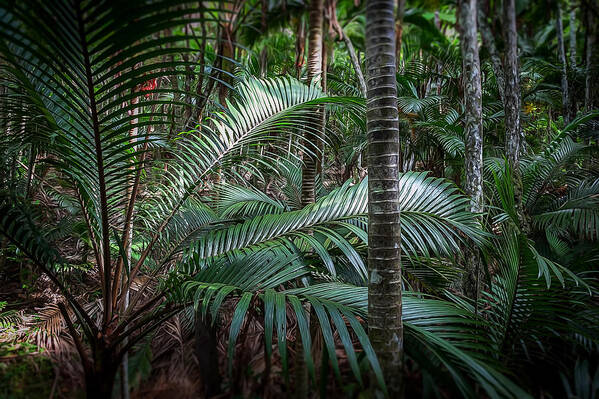 Rain Forest Art Print featuring the photograph Green Haven by David Melville