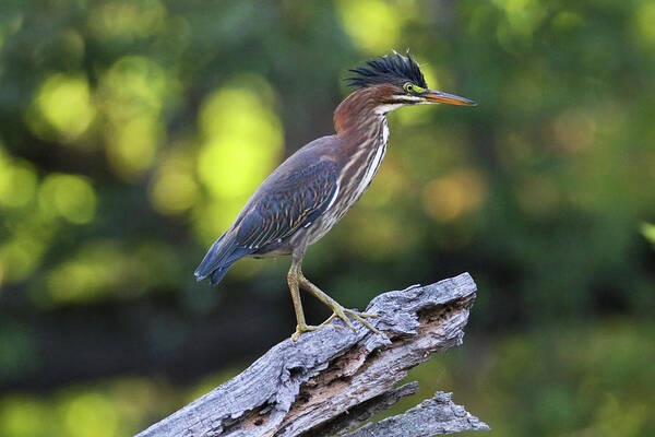 Green Heron Art Print featuring the photograph Green Heron Stump by Brook Burling