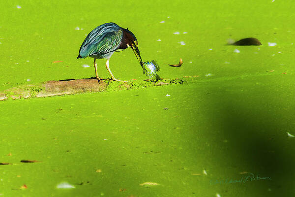Green Heron Art Print featuring the photograph Green Heron Success by Ed Peterson