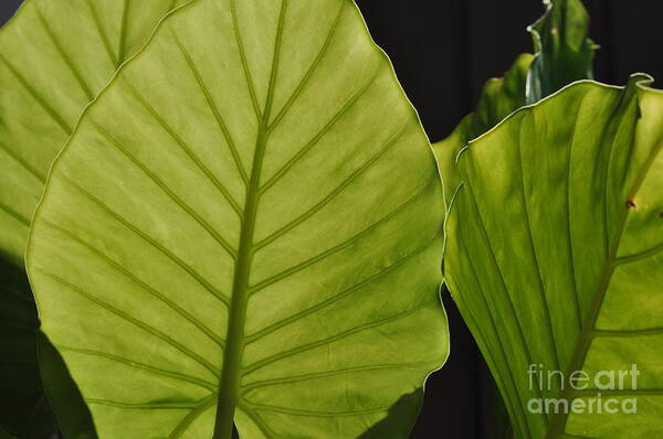 Leaves Art Print featuring the photograph Green Leaves by Nona Kumah