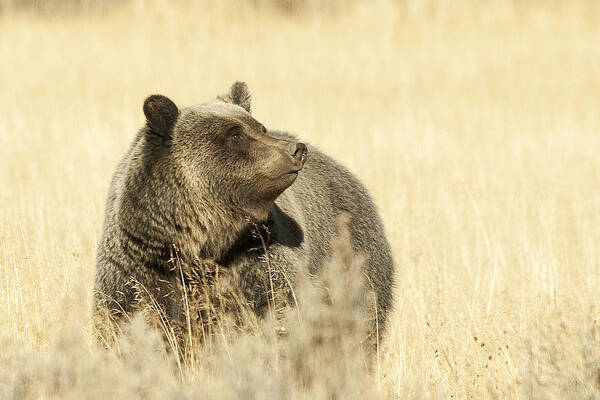 Grizzly Art Print featuring the photograph Grizzly Bear by Gary Beeler