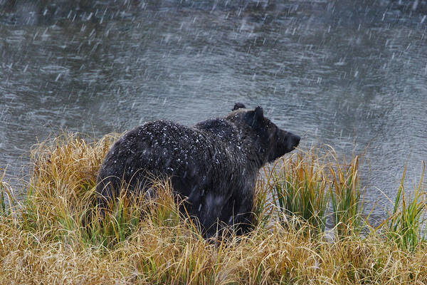 Grizzly Art Print featuring the photograph Grizzly in Falling Snow by Mark Miller