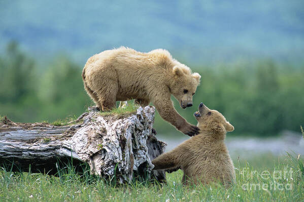 00345264 Art Print featuring the photograph Grizzly Sisters Playing by Yva Momatiuk John Eastcott