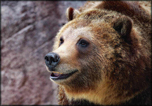 Grizzly Bears Art Print featuring the photograph Grizzly Smile by Elaine Malott