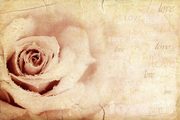 Anniversary Art Print featuring the photograph Grungy rose background by Anna Om