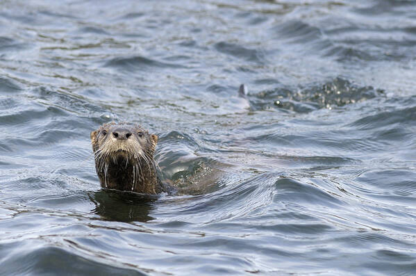 Gulf Islands Art Print featuring the photograph Gulf Islands Otter by Kevin Oke