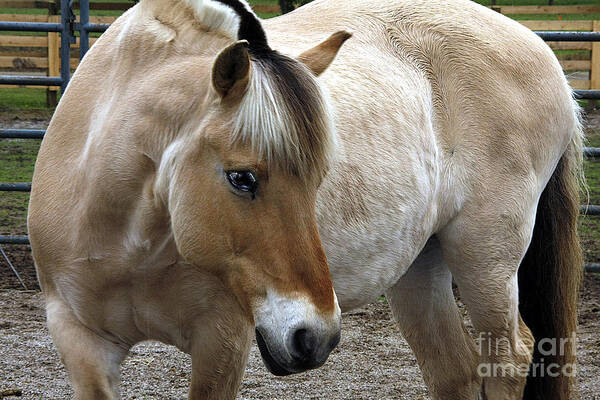 Horses Art Print featuring the photograph h1 by Tom Griffithe