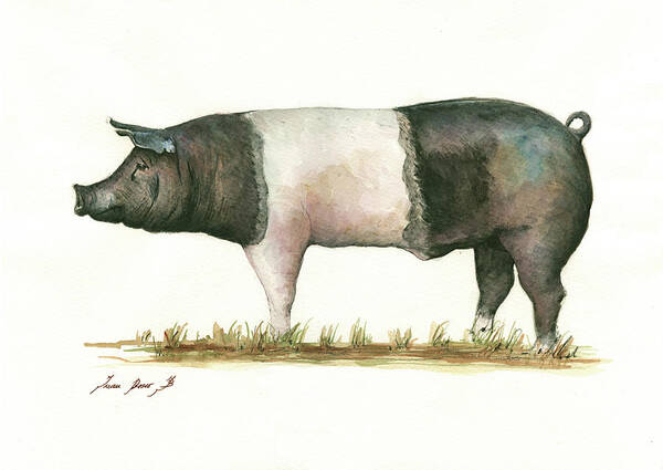 Hampshire Pig Art Print featuring the painting Hampshire pig by Juan Bosco