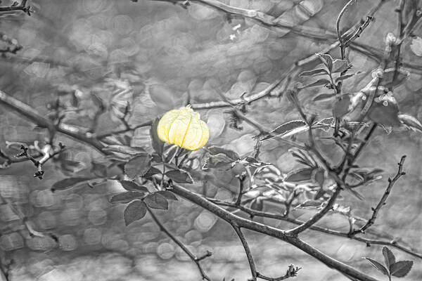 Sharon Art Print featuring the photograph Hanging Fairy Lantern by Sharon Popek
