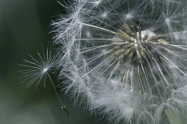 Dandelion Art Print featuring the photograph Hanging On by Dusty Wynne